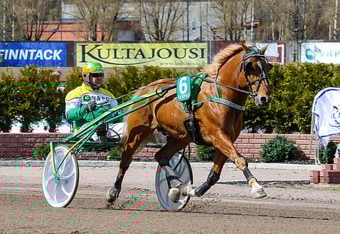 Vaikka Vilkkeen Velmu ei kisaa Seinäjoella, suuntaa Teemu Okkolin hyvällä fiiliksellä kunkkariareenalle.