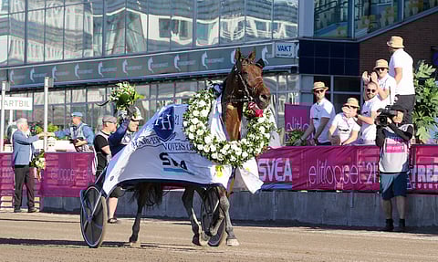ME-tamma Wild Love. Kuva: Anu Leppänen