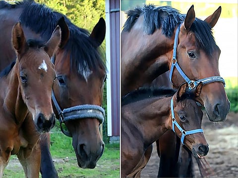 Kolme sukupolvea: vasemmalla Porteur De Lumiére ja Lubell K, oikealla Porteur de Lumiére ja Comme La Lumiére.