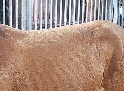 TS: Rajuja väärinkäytöksiä naantalilaisella tallilla