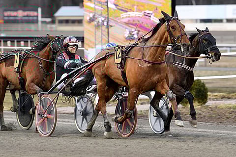 Maestro Crowe. Kuva: Malin Albinsson