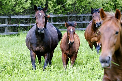 Häijään oriasema avasi ovensa. Nyt asemalla palvellaan ainoastaan tammoja. Kuvituskuva.