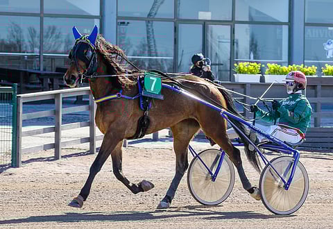 Broomhilda aloitti tammikuussa nollasta ja tienasi 2,5 kuukaudessa 11 200 euroa ja nousi T75-voittajaksi.