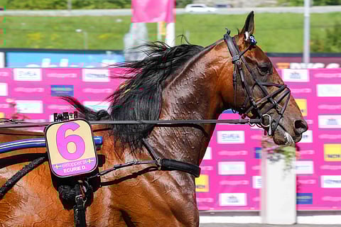 Elitloppet-finalisti Ecurie D voitti Breeders Crown -finaalin Meadowlandsissa. Kuva: HU arkisto/