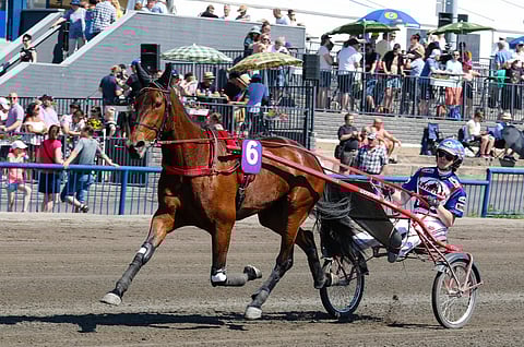 Gloria Web voitti 11 uransa 35 startista ja tienasi 140 607 euroa. ”Annettavaa olisi ollut enemmänkin”, Matti Viitala näkee.