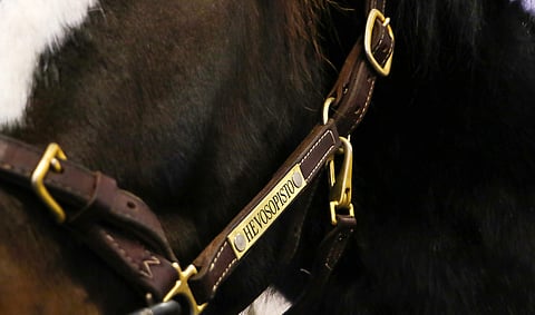 Hevosopiston henkilöstöongelmia on käsitelty julkisuudessa viime syksystä lähtien. Nyt aluehallintovirasto on antanut oman raporttinsa aiheesta. Kuvituskuva: Anu Leppänen