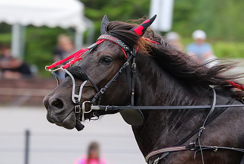 Nelivuotias Larvan Justiina sijoittui kolmevuotiaiden Varsakunkku-finaalissa toiseksi vuonna 2020. Arkistokuva: Anu Leppänen