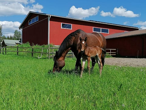 Ranch Kelly ja kolme vuorokautta vanha Vive Wendy.