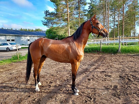 Teija Särkelä ihastui Rocking Flaxiin ensi silmäyksellä.