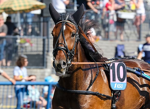 Seismic Wave palailee Suomen kilpakentille nopeasti Kymi GP:n jälkeen. Kuva: Anu Leppänen