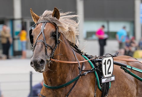 Vieskoff on torstain Toto5-varma.