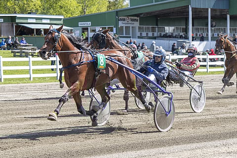 Jani Ruotsalaisen Rallston takoi helmikuisessa Vermon illassa keskimatkan volttiennätyksensä (15,7). Viikko sitten hevonen pinkoi mailin Vieremällä omiin ennätyslukemiin 13,5a. Kuva: Juhani Hynynen