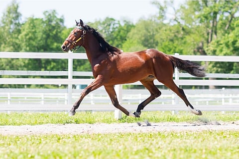 Muscle Hill poika Fly Byn lennokasta ravia laadukkaalla esittelyvideolla. Kuvankaappaus: Menhammar OnlineSales
