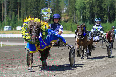 Thorvald ja Euforia tavoittelevat seppeleitä Vermon ponikuninkuusraveissa.