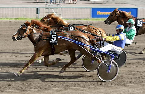 Kymmenen voittoa juosseella sukutamma Lumi-Iiriksellä olisi ollut annettavaa siitoksessakin. 