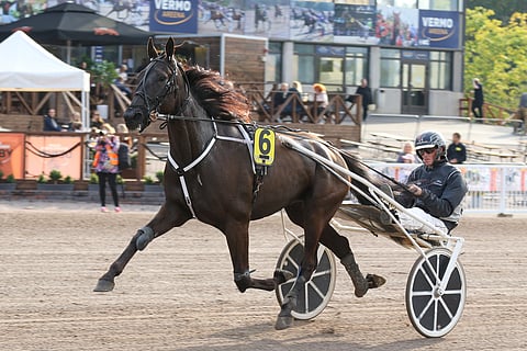 Truedream A.F.:n raviura on vahvassa menestysvauhdissa.  Kuva: Anu Leppänen