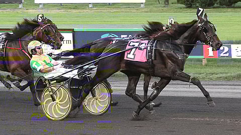 Temporal Hanoverilla on 7 voittoa uran 14 kilpailusta. Kuva on 2-vuotiskaudelta. Kuva HU arkisto/