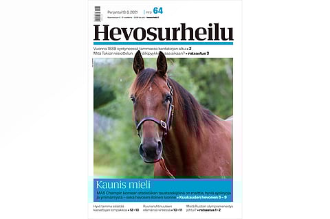 Mas Champ on Antti Ojanperälle erityisen mieleinen hevonen. Kannen kuva: Anu Leppänen