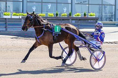 Stonecapes Trickyn ura katkesi pahoin kesken. Voittosummaksi jäi 27 000 euroa ja ennätykseksi 13.0. 