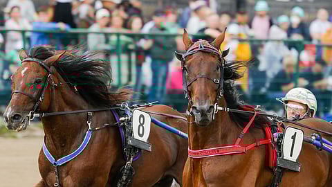 Ithinkiama Genius (8) on noussut vahvaan tuloskuntoon. Seinäjoella ori puristi johtavan rinnalta ykköseksi ohi Samurai Comeryn. Kuva: Anu Leppänen