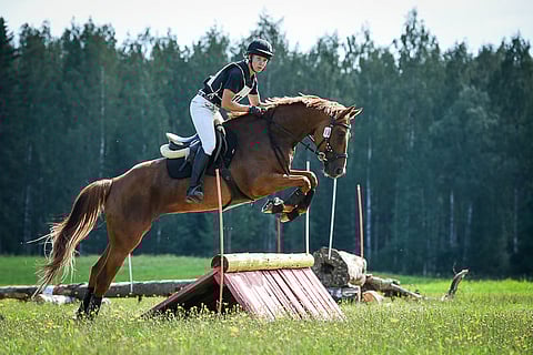 Katti's Queen of Dance on koulusukuinen tamma, jolla on asennetta maastoesteisiin.