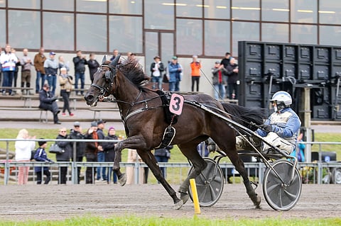 Valloittava An-Dorra karkasi vastustajiltaan. Huippuhevosen ura käsittää nyt 37 starttia, joissa se on juossut 20 voittoa, 9 kakkossijaa ja kerran kolmanneksi. Voittosumma on nyt 411 950 euroa. Kuva: Anu Leppänen.