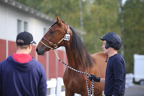 Bluehill's Ghostin vasarahinta oli 20 500 euroa. Kuva: Emilia Lehtonen