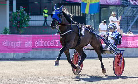 The Bald Eaglea ajoi Elitloppet-viikonloppuna Magnus E Djuse, mutta sen jälkeen on ohjastusvastuun saanut Mats E Djuse.