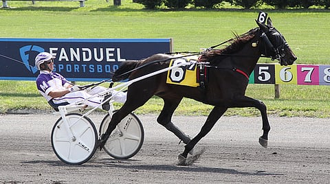 Tamma Venerable voitti Jim Doherty Memorialin Meadowlandsissa, nyt sillä on jo 8 voittoa. Kuva HU arkisto