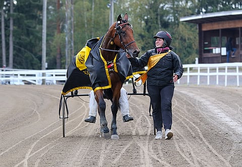 Noora Tuulan silmäterä Willow Pride ei suostu luopumaan Tammavaltikastaan. Kuva: Anu Leppänen