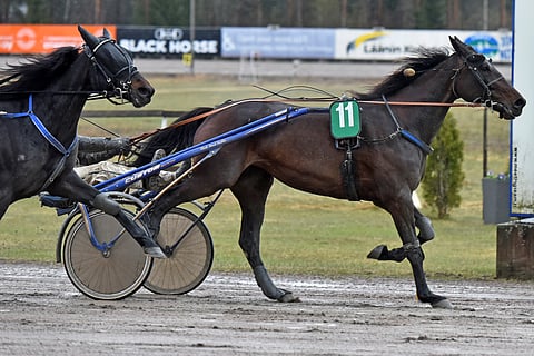 10-vuotias Club Nord Chip on näyttänyt luokkaansa ulos kuluneella kaudella. Lappeeseen tamma lähtee kolmen voiton putkessa. Kuva: Seppo Toivari