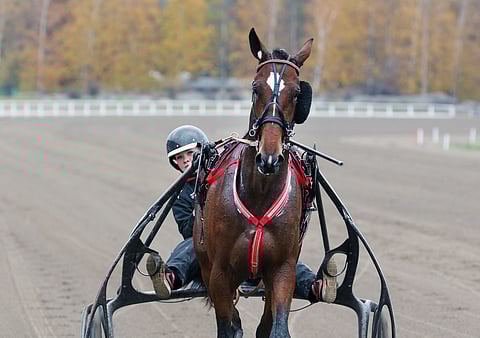 Johanna Pirttijoki hoitaa Markku Niemisen treenaamaa Halley Waniaa.