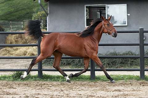 Norabel de Veluwen sulavaa ravia napattuna Åbyn huutokauppavideolta. 