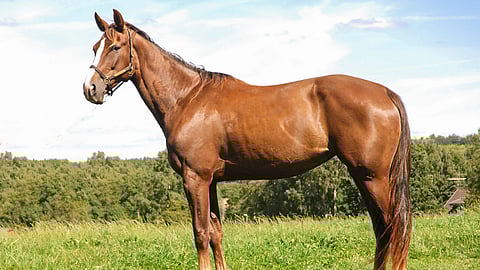 She Loves Youn kuva huutokauppasivulla.