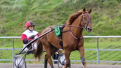 Antti Kinnusen Margarida on toisen tammaderbykarsinnan suurin suosikki.