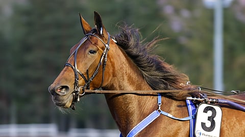 Magic Madonna ei jättänyt Kasvattajakruunun välierissä jossiteltavaa.