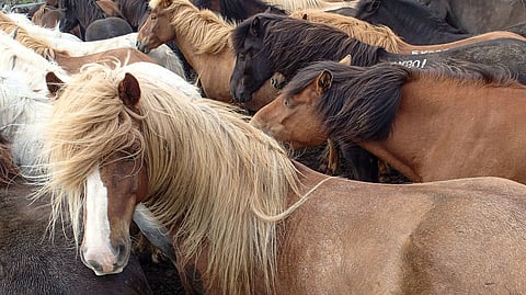 SRL:n hevosten suosikkiväri -äänestyksessä voittajaksi nousi keskellä oleva väri, ruunikko. Musta on kakkonen. Etualan rautias nousi kolmanneksi. Kimo on nelossuosikki ennen viimeiseksi jäänyttä kirjavaa. 