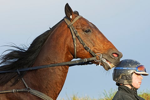 Face Time Bourbon on ollut hiiteillä kotonaan ja kuulemma valmis voittamaan Vincennesissä sunnuntaina. 