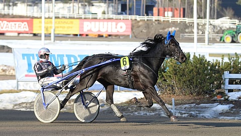 Midnight Prince on voittanut tällä kaudella kuusi yhdeksästä kilpailustaan.