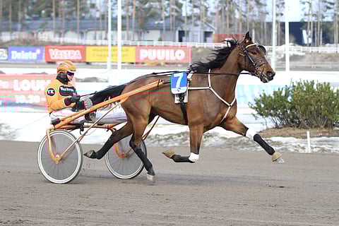 Saku Mäenalasen vuoden päivät omistama Gintonic on toisen jääkiekkoilijan Antti Pihlströmin osakasvatti. 