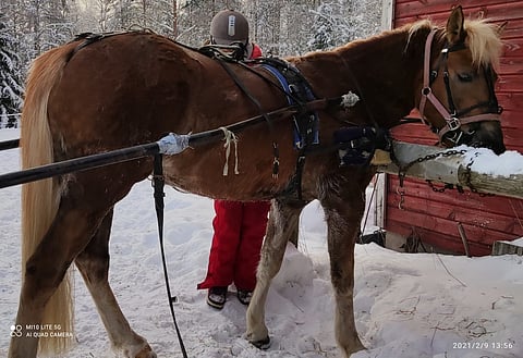 Muun muassa tällaiset valjaat lähtivät varkaiden matkaan.