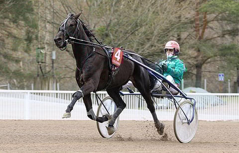 King Cole voitti Marjo Lindströmin tallista tällä kaudella seitsemän kertaa.