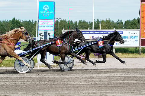 Kylmäverisiä nähdään Suomessa jatkossakin samoissa lähdöissä suomenhevosten kanssa. 