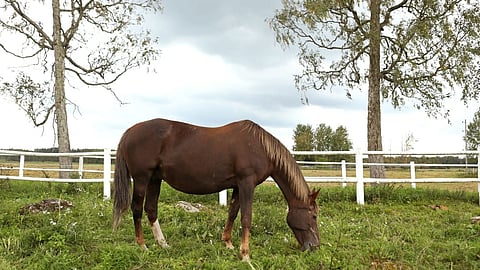 Vain Prix d'Amerique-voittajat Ina Scot ja Queen L ansaitsivat enemmän kuin Hilda Zonett, joka  nautti tässä kesästä Västerbon tarhassa.