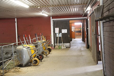 Ypäjällä majoittuneissa hevosissa on löydetty koronavirusta. Kuvituskuva opiston nelostallista.