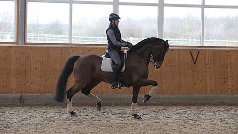 Henri Ruoste on urheilutoimittajien valinta lajinsa parhaaksi ratsastuksessa.  Kuvassa ruuna Kontestro. 