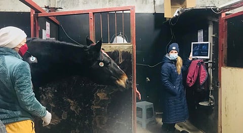 Unta tutkimassa. Eläinlääkäri Iina Brotherus katsoo edellisyönä Darrasta otettua videokuvaa. 