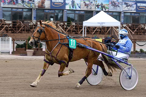 Jasun Velho palasi perjantaina Forssassa yli vuoden tauon jälkeen voittokantaan. Jarmo Saarela ohjasti ruunaa.