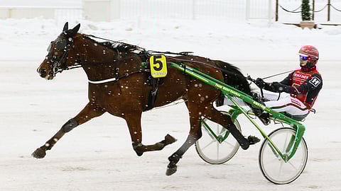 What The Hell on ehtinyt startata tänä vuonna viisi kertaa ja ollut neljästi kolmen joukossa.