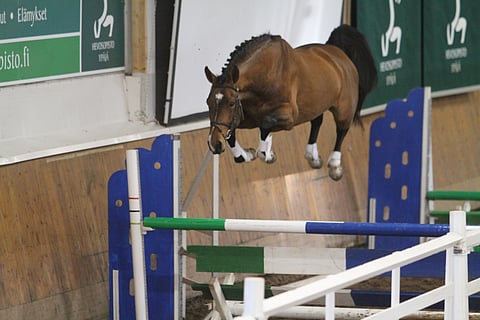 Tässä oritestissään timanttina loistavan Diamant de Plaisirin kuuluisa isä kuoli 31-vuotiaana. 